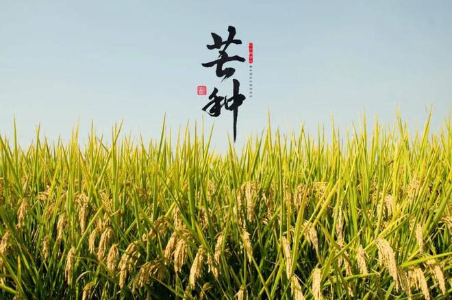 芒种养生|四宜三忌，快收藏！